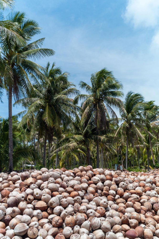 🌱 Calidad y Origen: Preguntas Frecuentes sobre Cocos y Cocos.